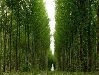 贵州兴仁县木材储备林项目成功签约