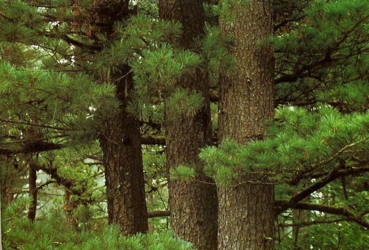 红松林,红松树,红松林图片_大山谷图库