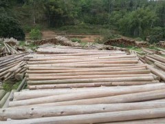 杉木原木4-7米大中小材