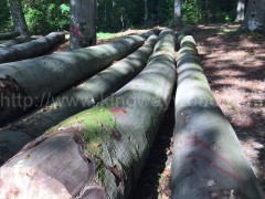 木业新季砍伐欧洲榉木原木 家居材 锯切板材 实木批发图1