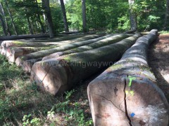 木业新季砍伐欧洲榉木原木 家居材 锯切板材 实木批发图2