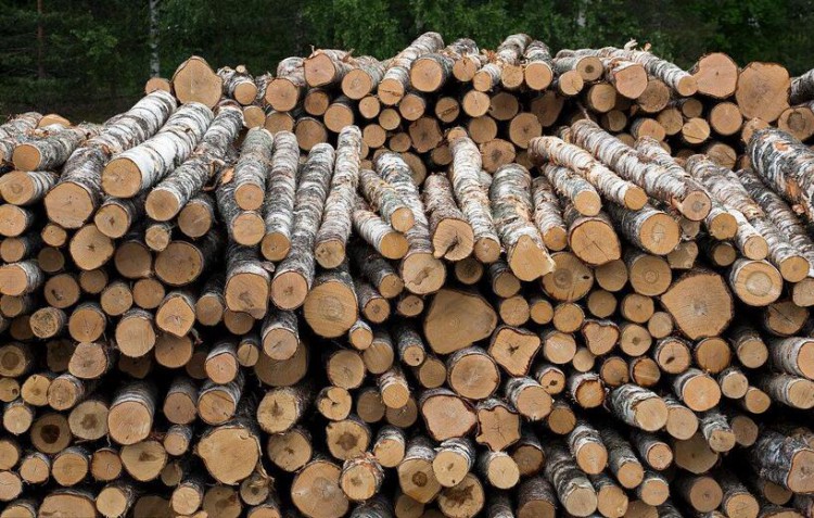 俄强令禁止白桦原木出口，橡胶木生产线被暂停，价格一路飞涨