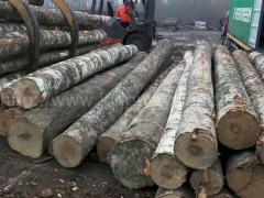 木业最新稳定月供50柜爱沙尼亚进口桦木原木AB/ABC级