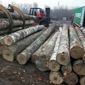 木业最新稳定月供50柜爱沙尼亚进口桦木原木AB/ABC级