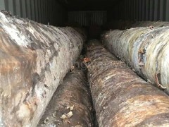 木业最新稳定月供50柜爱沙尼亚进口桦木原木AB/ABC级图3