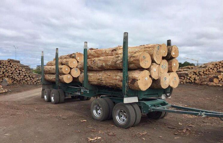 外媒：中国将为托木斯克州木材生产投资4.3亿美元