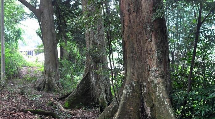 乌金木有何味道?