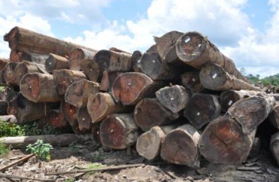 聚焦南美木材 未来市场发展前景可期