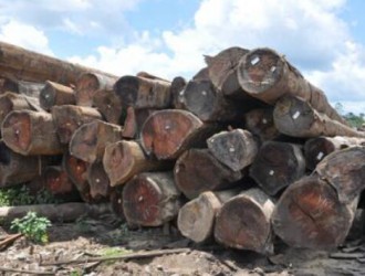 聚焦南美木材 未来市场发展前景可期