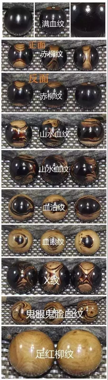 深海黑珊瑚是已知全世界最古老的珊瑚品种