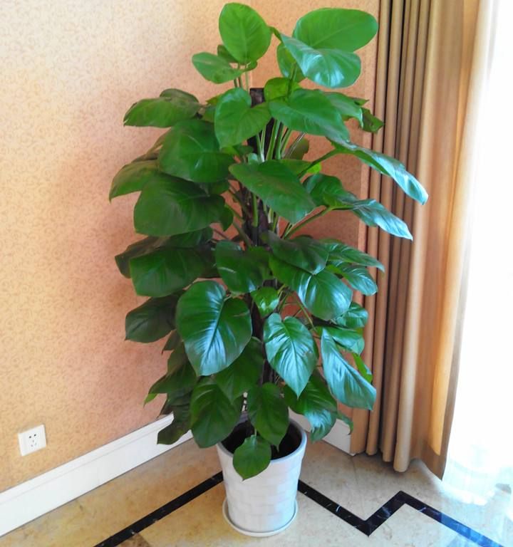 也可以在家中摆放几盆绿萝等植物