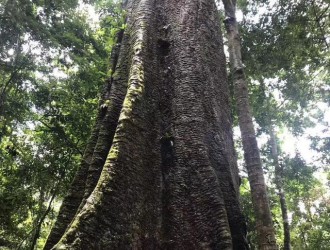 如何鉴赏巴花大板？