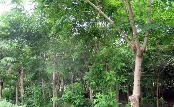 印度小叶紫檀人工林的状况与鉴别