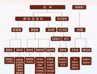 问问印度产的小叶紫檀算是印度紫檀的一种么？有没有网友晓得？