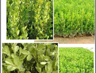 名贵苗木图谱：园林绿化中常见的瓜子黄杨和雀舌黄杨