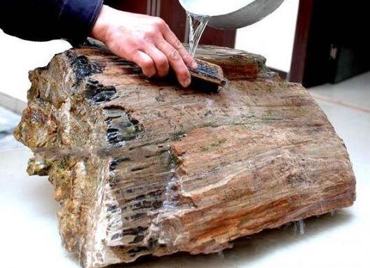 什么是木化石？ 