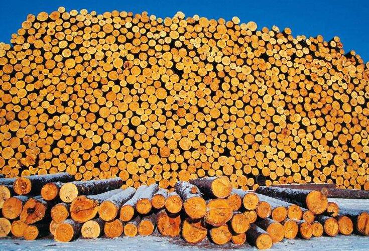 俄将大幅提高木材出口关税并实施配额制