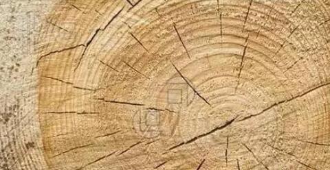 产生内裂的木材将失去使用价值