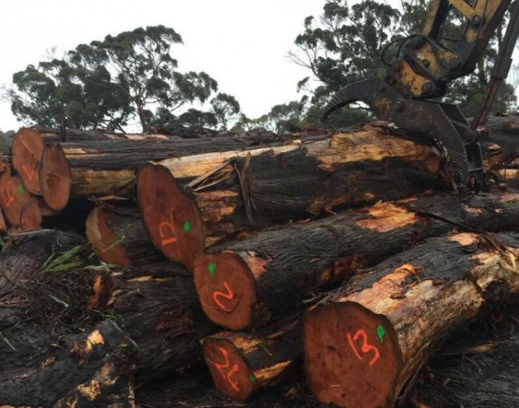 木材涨价的决定性因素是什么 木业人士带您揭晓木材涨价套路