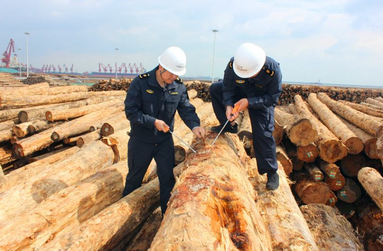 天津检验检疫除害处理一批入境原木中有害生物 
