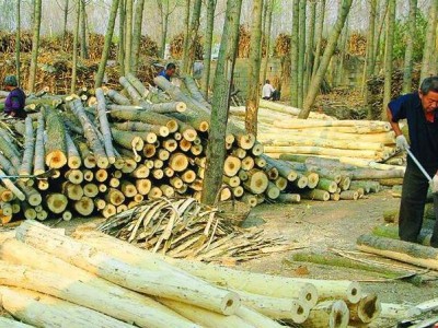 重庆璧山正兴镇：木材加工企业整治初见成效
