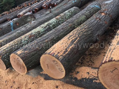 木业美国宾州白蜡原木红橡原木 2SC以上可刨皮大量批发