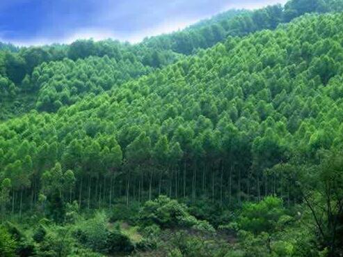 2017年湖南林业产业总产值将突破4000亿元