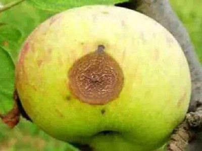 进口木材企业需高度警惕苹果壳色单隔孢溃疡病菌