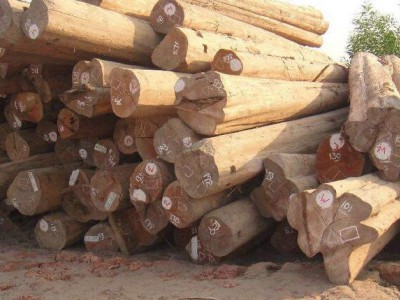 缅甸将不再批准设立自然林木材加工项目