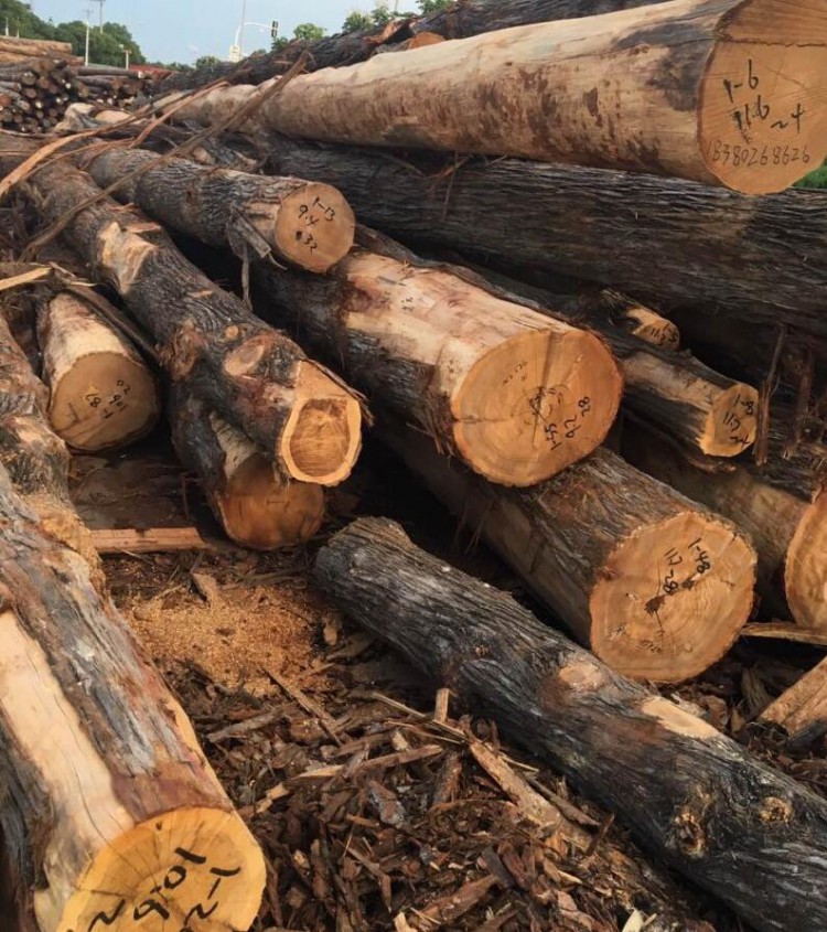 四川康辣生物科技厂家直销优质油柏木原木。