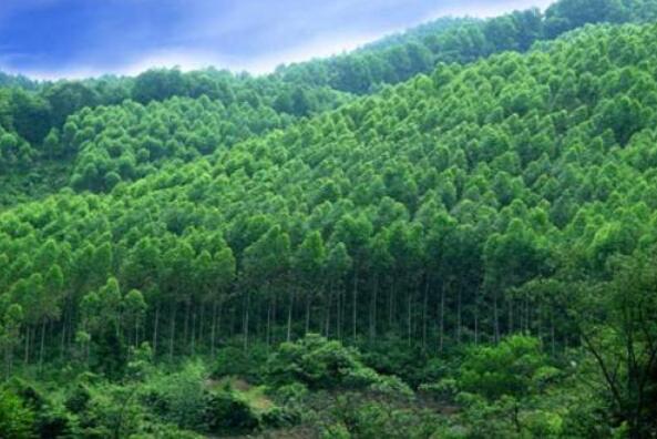 中国智慧林业最佳实践50强发布