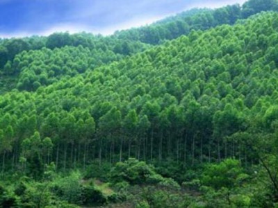 中国智慧林业最佳实践50强发布