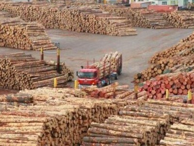 新西兰土著支持在国内发展木材加工业