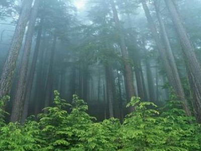 国家林业局统计：2017年全国林业产业总值预计突破7万亿