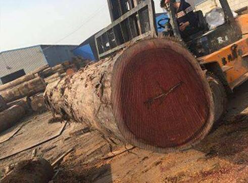 马来西亚木材详解：大柄船形木