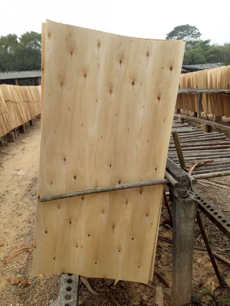 钦州桉木单板厂家直销