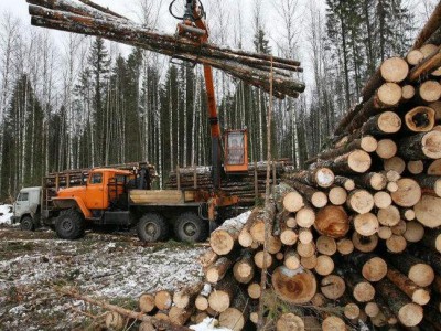 俄政府针对远东地区部分木材种类制订新的关税配额和出口关税