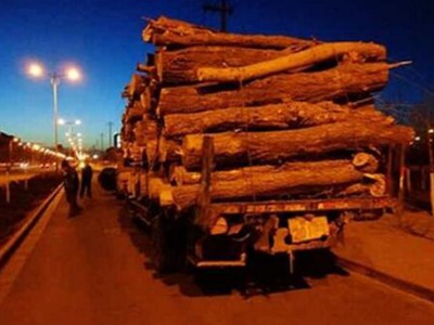 江西林业队长违规放行773立方米木材 致国家损失近百万