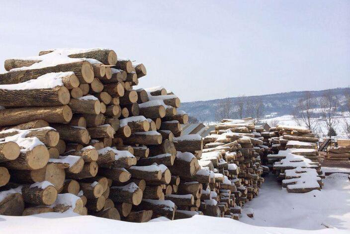美国红橡原木出口激增