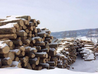美国红橡原木出口激增