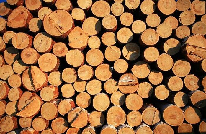新年木材开局遇冷，市场氛围弱势趋稳