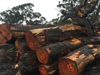 菏泽“散乱污”木材企业依旧违法生产