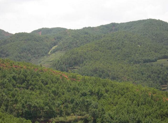  美国林务局与爱达荷州探索国有林合作经营模式