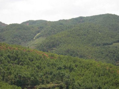 美国林务局与爱达荷州探索国有林合作经营模式
