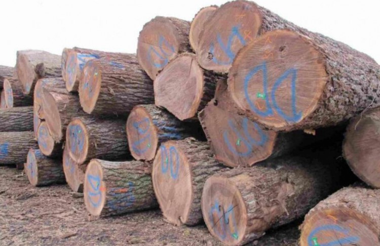 美国弗吉尼亚将向英国出口木材