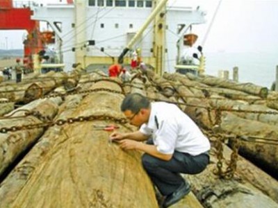南通口岸全国首次截获菲律宾船小蠹 可致林木衰亡