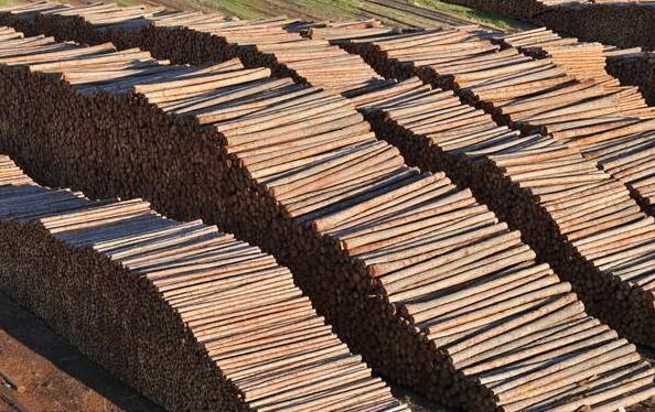 年底多地木材行情倒挂 市场即将休市