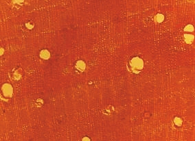 海南黄花梨心材之油料微观构造图