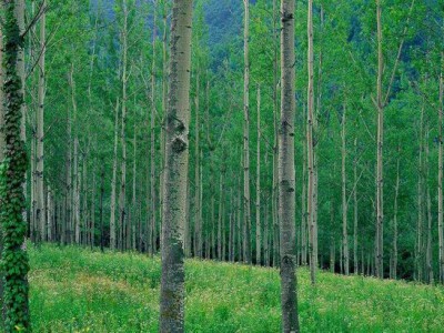 内蒙古新增4家国家林业重点龙头企业