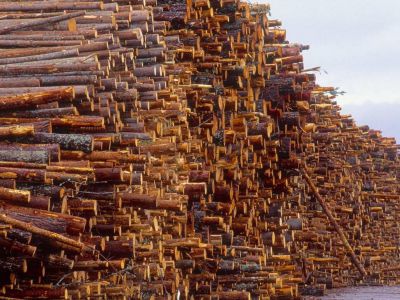 至12月31日全国针叶材原木总库存量363万方